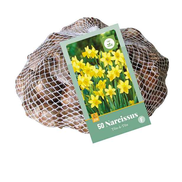 Narcis Tête-à-Tête 50 ks