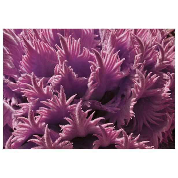 Fototapeta Jemné chapadla Růžovo-fialová symfonie 312x219 lepidlo