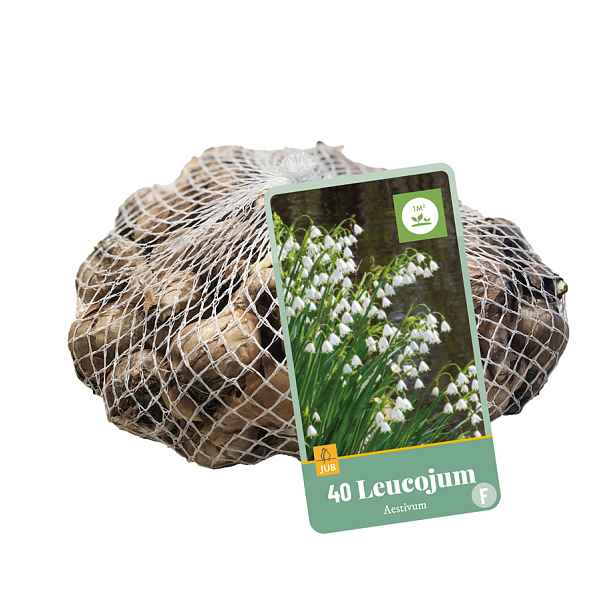 Snědek letní 40 ks