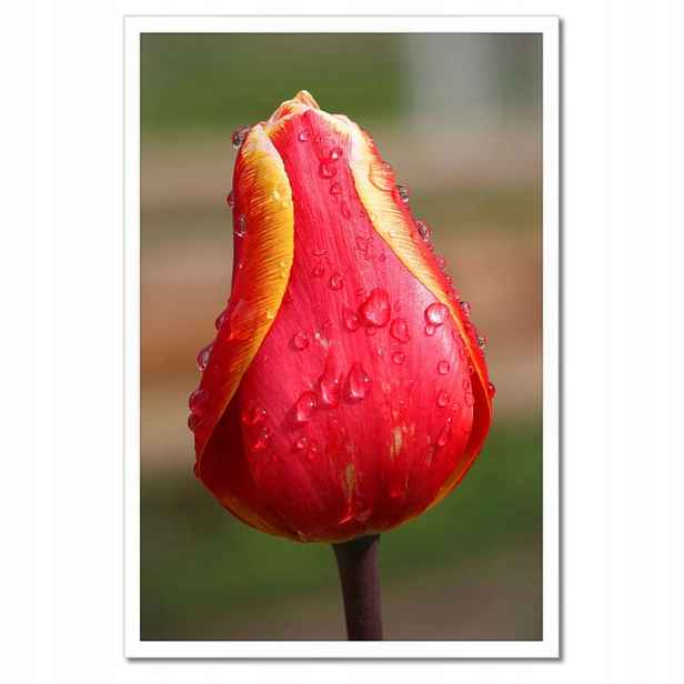 Plakáty v rámu 40x60 Červeno-žlutý tulipán