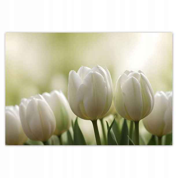 Plakáty 185x125 Bílé tulipány