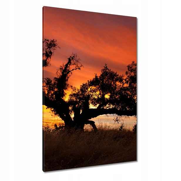 Obrazy 80x120 Africká krajina