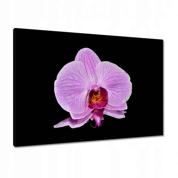 Obrazy 100x70 Fialový orchidej