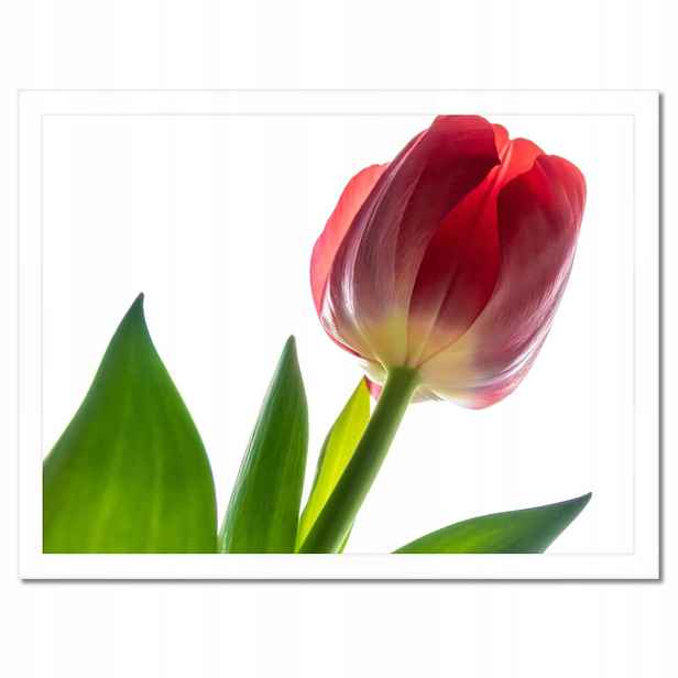 Plakáty v rámu 40x30 Červený tulipán Květina