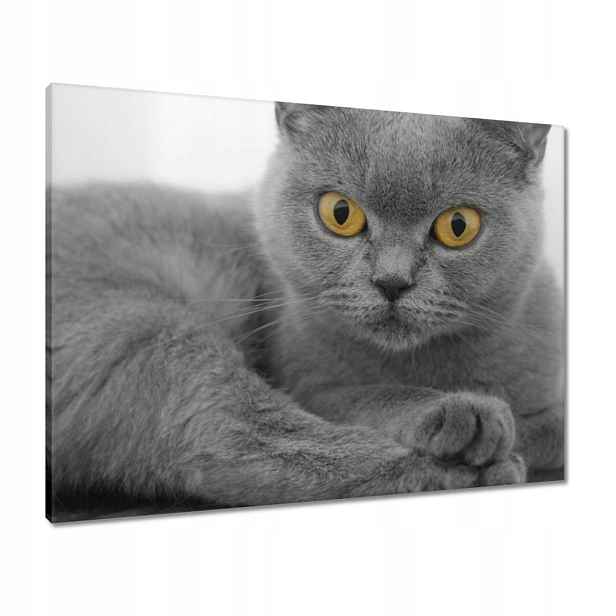 Obrazy 80x60 Šedá britská kočička