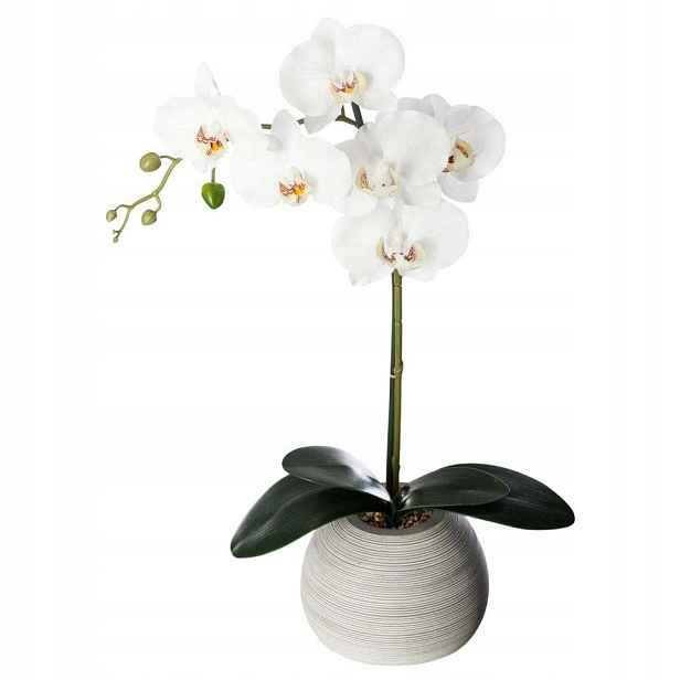 Orchidej S Květináčem Keramická, Výška 50 CM