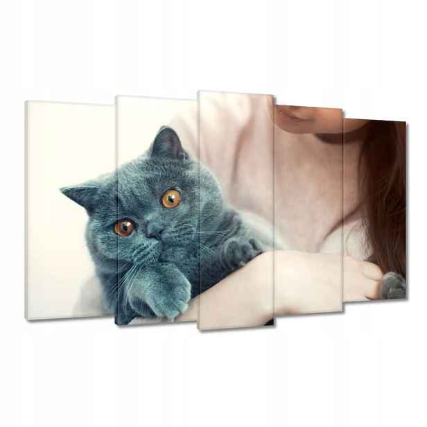 Obrazy 100x60 Kočka Kotě Kočky Kočka