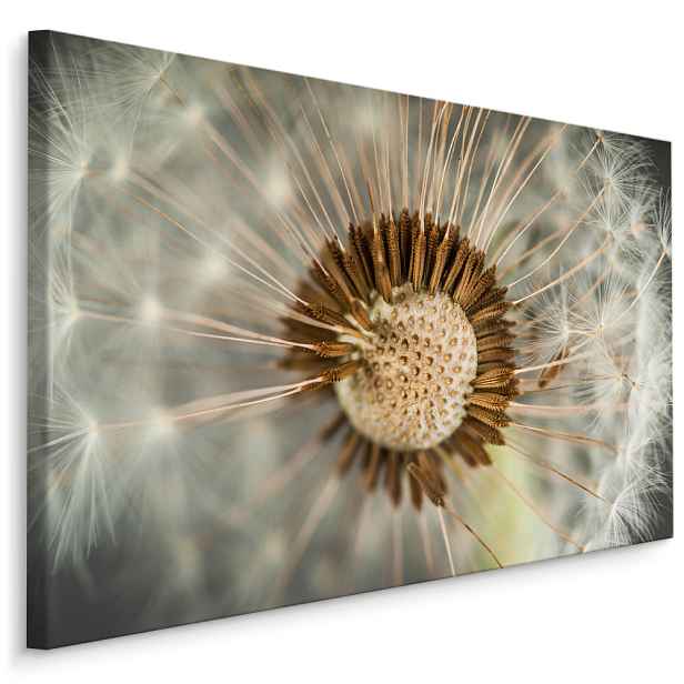Plátno Pampeliška Makro II. Varianta: 90x60