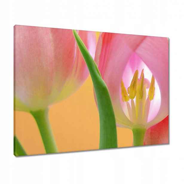 Obrazy 80x60 Růžové tulipány