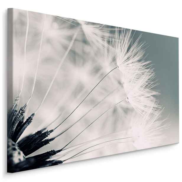 Plátno Odkvétající Pampeliška II. Varianta: 70x50