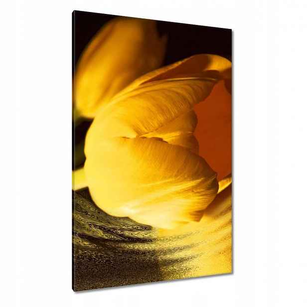 Obrazy 80x120 Žluto-zlatý tulipán