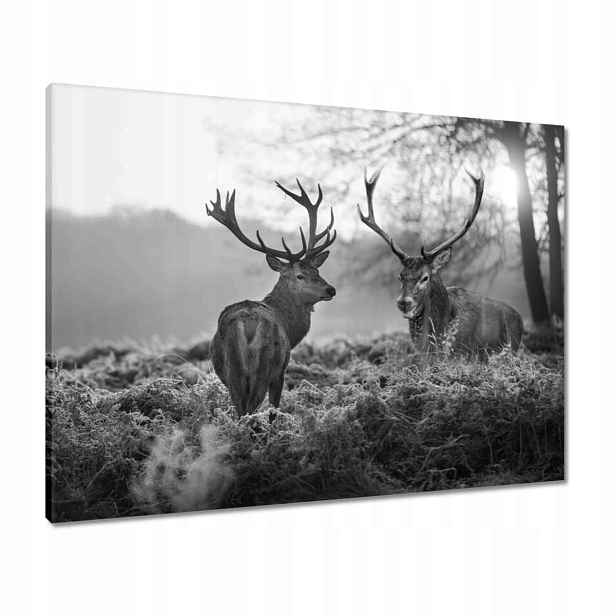 Obrazy 80x60 Černobílí jeleni