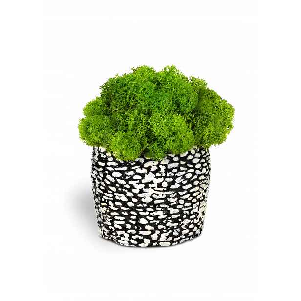 Originální květináč „kamínky“ s mechem a chrobotkem – 15 cm
