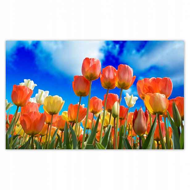 Fototapety 416x254 Barevné tulipány
