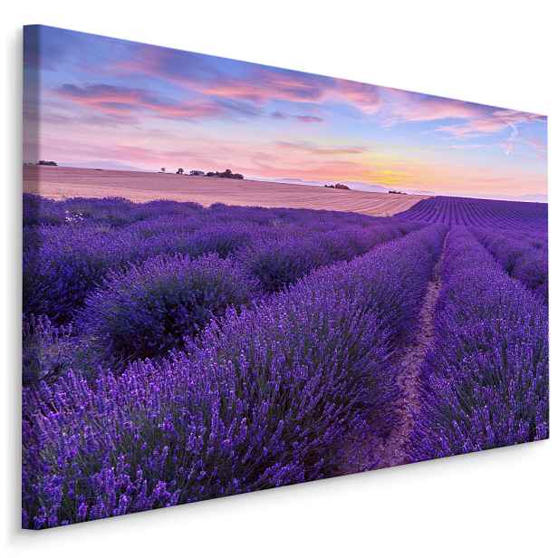 Plátno Levandulové Pole II. Varianta: 70x50