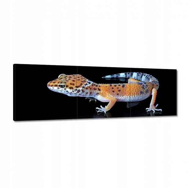 Obrazy 120x40 Gekon leopardí plazi