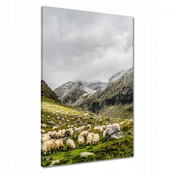 Obrazy 60x90 Past ovce Ovce