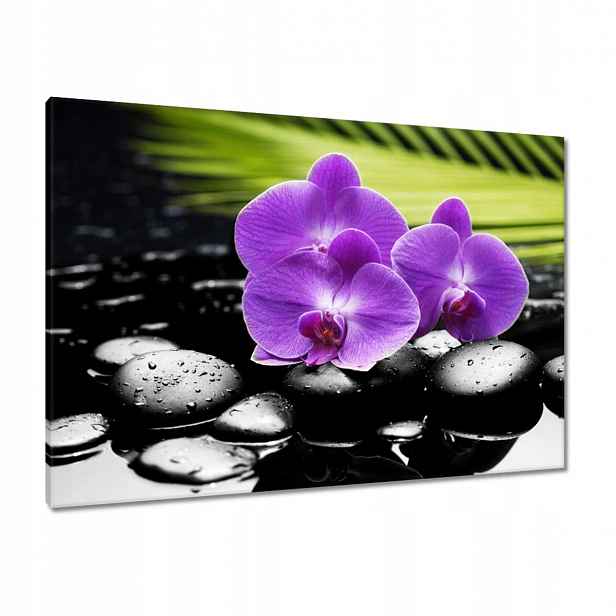 Obrazy 100x70 Fialové orchideje