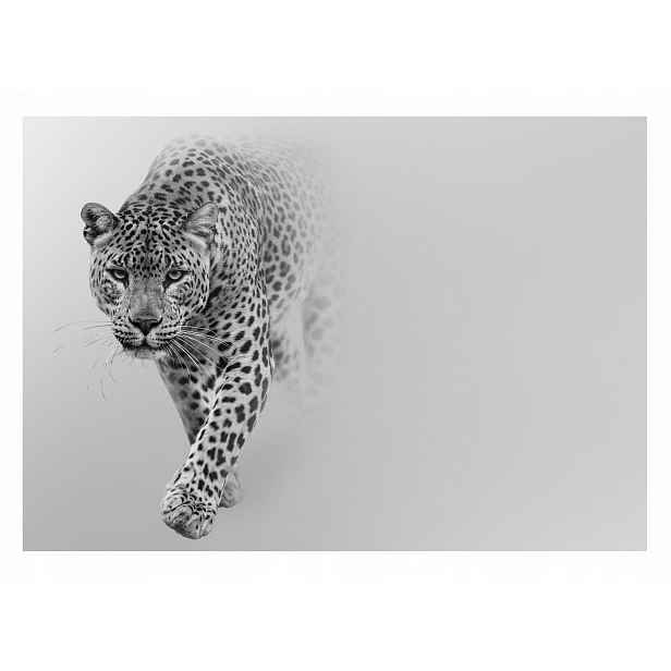 Fototapeta Na Flizelině Gepard Tygr Jaguar Lampart Zvířata 254x184