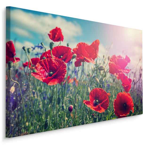 Plátno Vlčí Máky Na Slunci II. Varianta: 70x50
