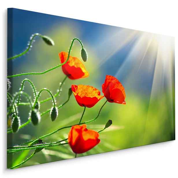 Plátno Vlčí Máky Na Slunci III. Varianta: 30x20