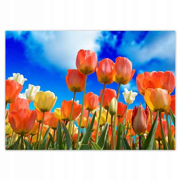 Fototapety 208x146 Barevné tulipány