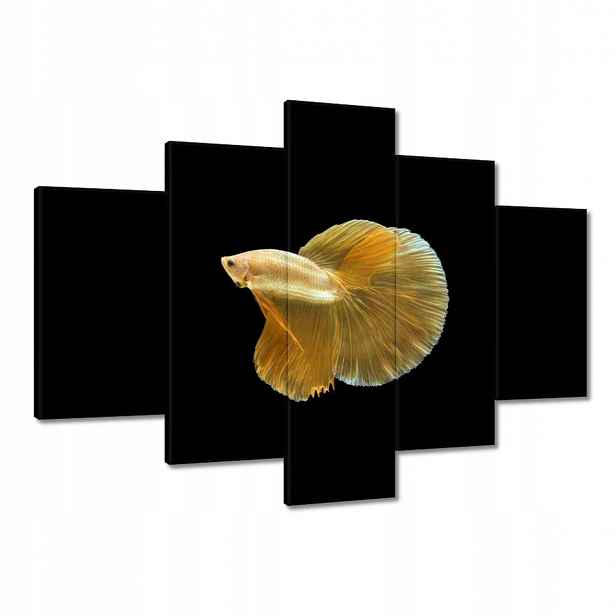 Obrazy 150x105 Zlatá siamská ryba
