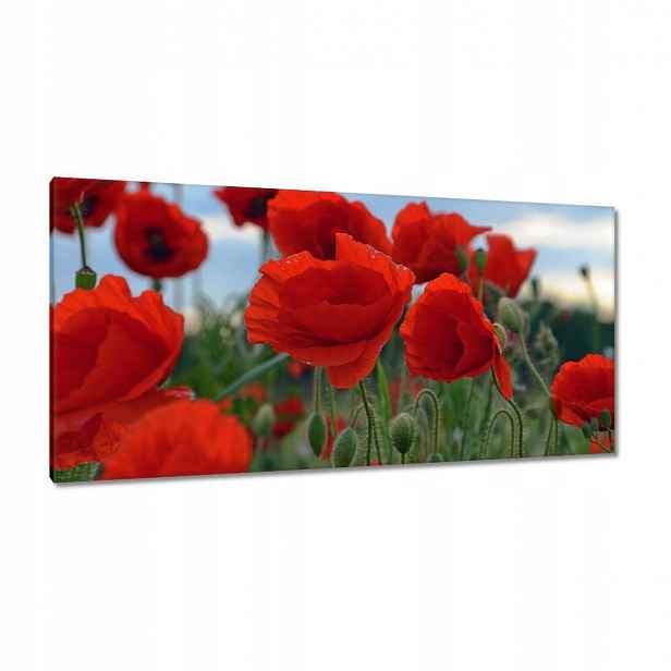 Obrazy 115x55 Polní máky na pozadí oblohy