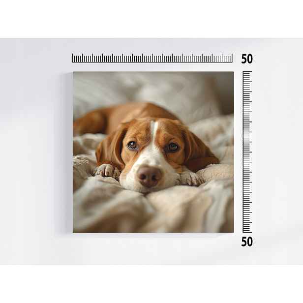 Obraz Na Plátně Plátno Portét Zvířátka Pes Beagle Štěně 50x50