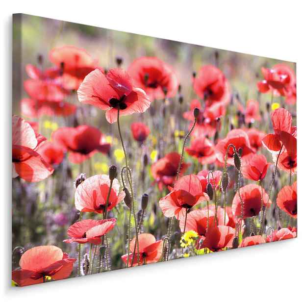 Plátno Vlčí Máky Na Slunci IV. Varianta: 90x60