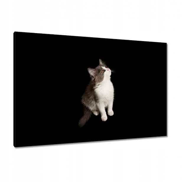 Obrazy 120x80 Roztomilé malé šedé kotě