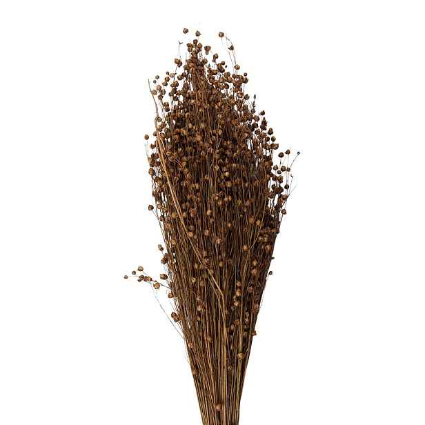 Béžová kytice sušený len - 60 cm (100 gr) Clayre & Eef