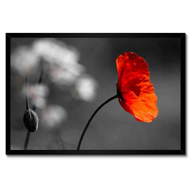 Plakáty v rámu 60x40 Rozkvetlý červený mák