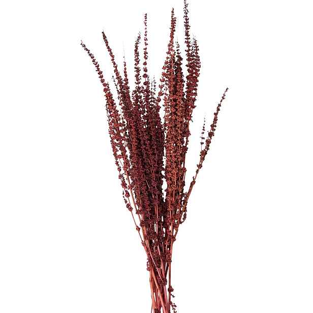 Dekorace vínová sušená květina - 85 cm (100 gr) Clayre & Eef