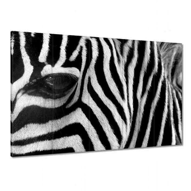 Obrazy 100x70 Černobílé pruhy Zebra