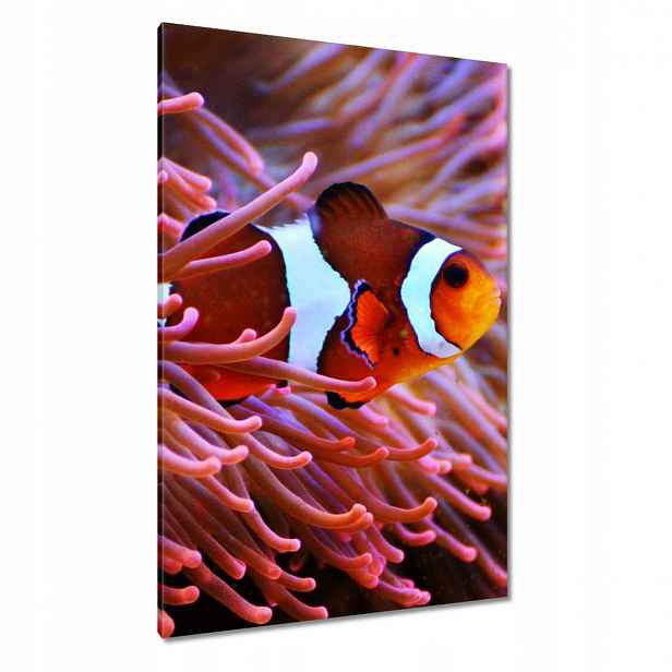 Obrazy 80x120 Oranžová rybka Rafa