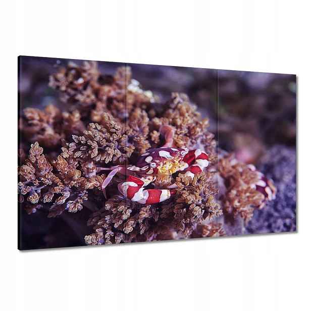 Obrazy 120x80 Modrý mořský svět