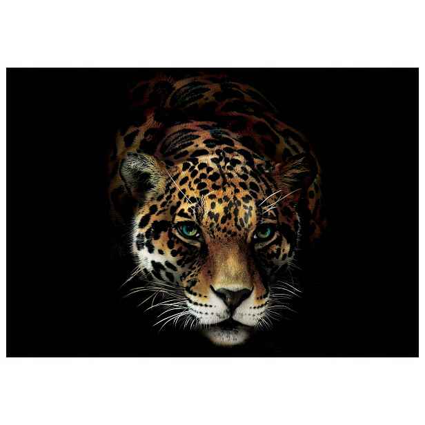 Fototapeta Jaguar na černém pozadí síla a grácie dravce 208x146 lepidlo