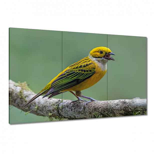 Obrazy 120x80 Pták Tanager stříbrný