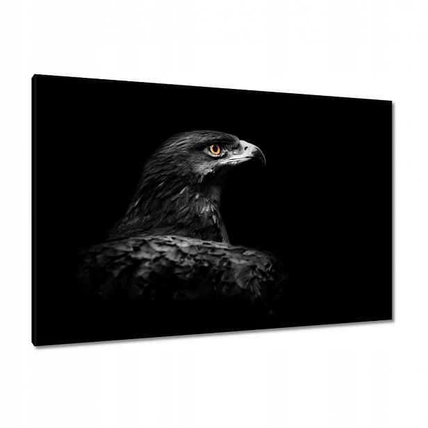 Obrazy 120x80 Orel na černém pozadí