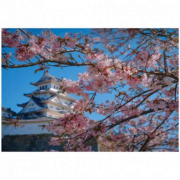 Wallarena FOTOTAPETA Třešňový květ Japonská modrá 150x105 cm