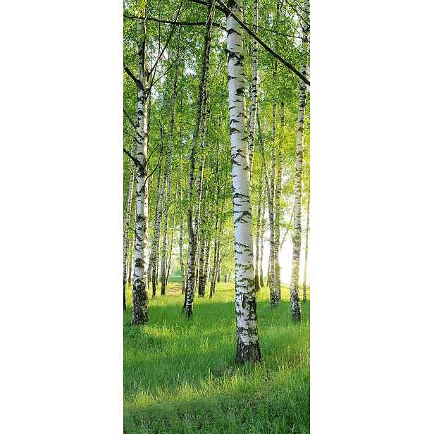 Fototapeta na dveře BIRCH GROVE 86x200 cm