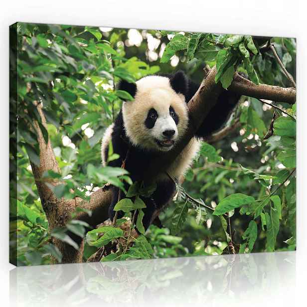 Obraz 100x75 Měkký Panda Realismus do dětského pokoje v pastelových barvách