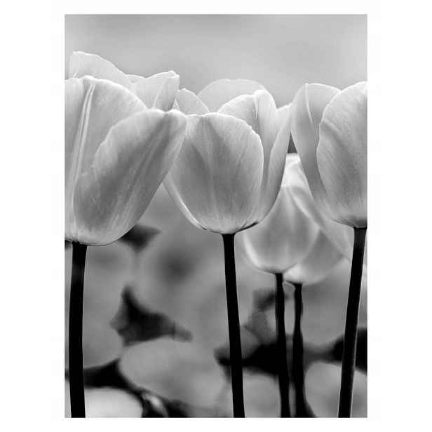 Fototapeta Černé bílé Tulipány Monochromatická elegance 206x275 lepidlo