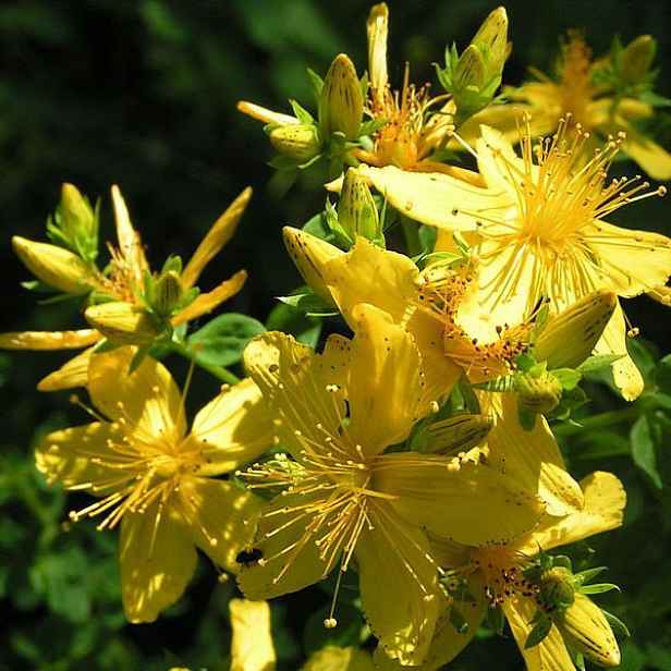 Culina Botanica Třezalka tečkovaná