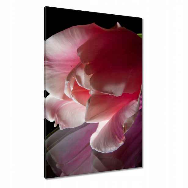 Obrazy 60x90 Růžový květ Tulipán