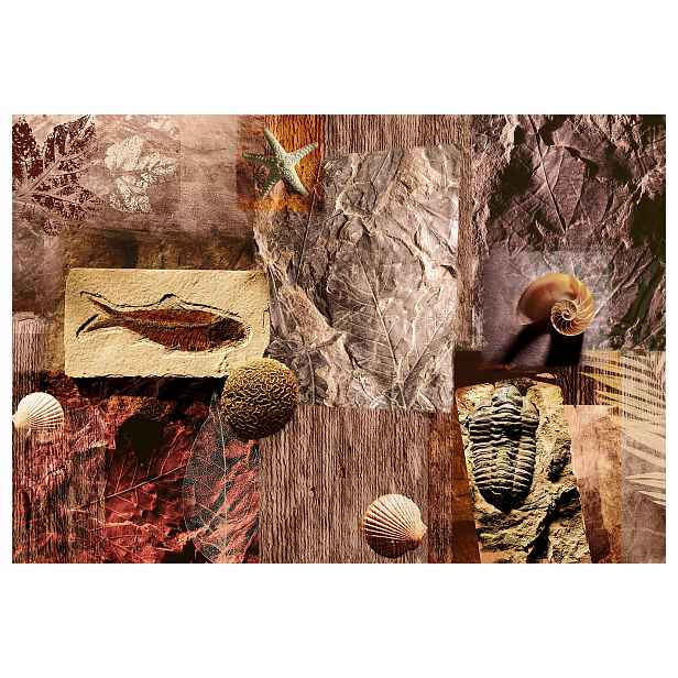 Vinylová fototapeta Zkameněliny Ryby Nautilusy 254x184 Realistické lepidlo