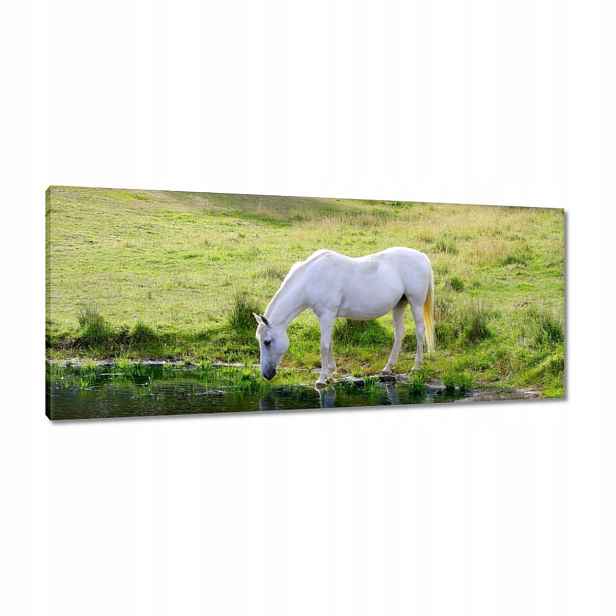 Obrazy 100x40 Bílý kůň