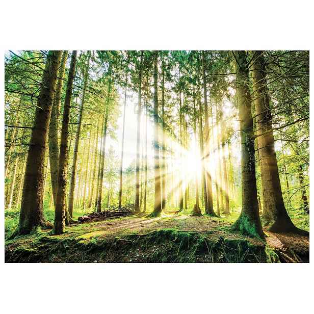 Fototapeta Sluneční zelená krajina lesa Perspektiva 416x254 lepidlo