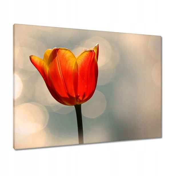 Obrazy 80x60 Oranžový tulipán